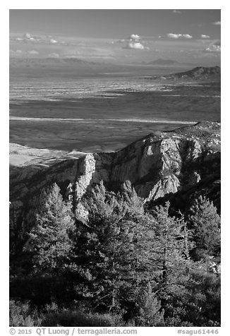 Pine trees, cliffs, and desert from Rincon Peak. Saguaro National Park (black and white)