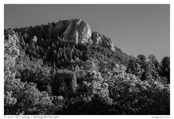 Rincon Peak rising above pine forests. Saguaro National Park (black and white)
