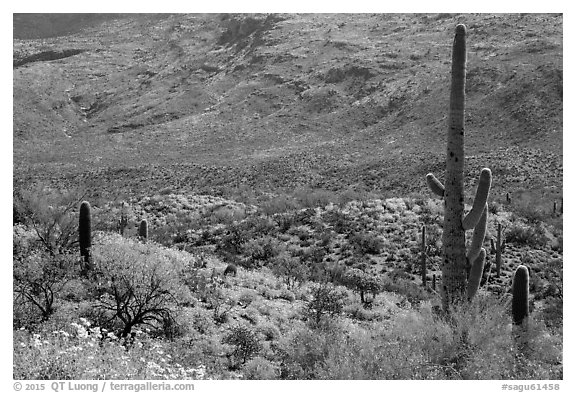 Cactus and brittlebush in bloom, Rincon Mountain District. Saguaro National Park (black and white)