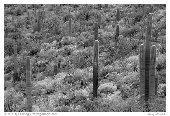 Saguaro cacti and brittlebush in bloom, Rincon Mountain District. Saguaro National Park (black and white)