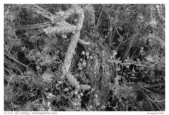 Close-up of cactus and blooming wildflowers, Rincon Mountain District. Saguaro National Park (black and white)
