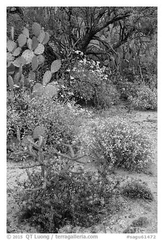 Cactus, brittlebush, and trees, Rincon Mountain District. Saguaro National Park (black and white)