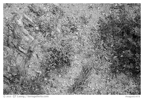 Ground view with tiny flowers and cactus skeleton, Rincon Mountain District. Saguaro National Park (black and white)