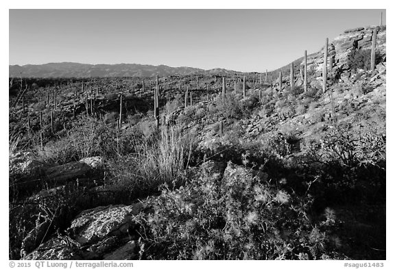 Sonoran desert in bloom, Rincon Mountain District. Saguaro National Park (black and white)