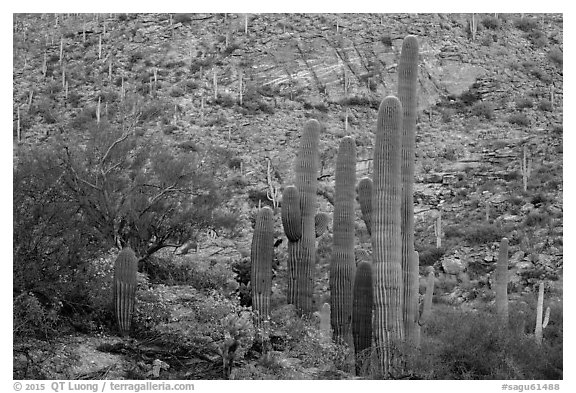 Green saguro cactus and slope painted red by sunset light. Saguaro National Park (black and white)
