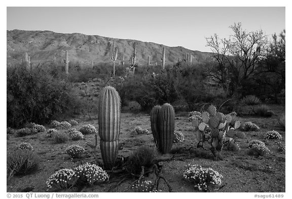 Desert Zinnia flowers, cactus, and Rincon Mountains at sunset. Saguaro National Park (black and white)