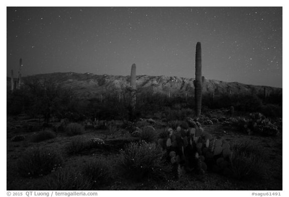 Cactus, Rincon Mountains, and star field at night. Saguaro National Park (black and white)