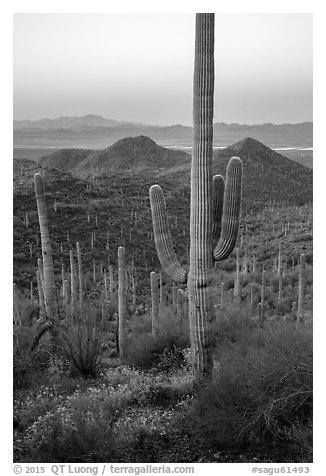 Saguaro cactus and Red Hills at dawn. Saguaro National Park (black and white)