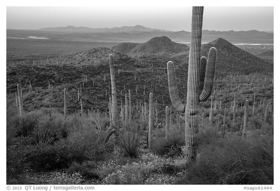 Saguaro cactus forest in the spring from hillside at dawn. Saguaro National Park (black and white)