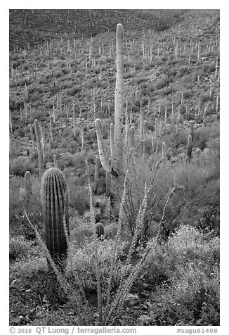 Ocotillo, brittlebush flowers, and cactus forest. Saguaro National Park (black and white)