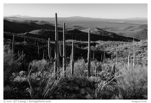 Cactus forest from Tucson Mountains. Saguaro National Park (black and white)
