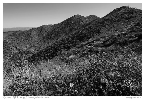 Annual wildflowers and Amole Peak. Saguaro National Park (black and white)
