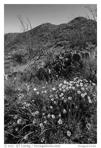 Poppies, cactus, and Tucson Mountains. Saguaro National Park (black and white)