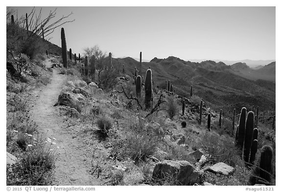 Hugh Norris Trail. Saguaro National Park (black and white)