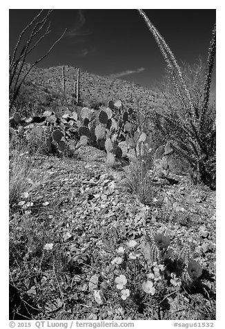 Blooming poppies, cacti, ocotillo, and peak. Saguaro National Park (black and white)