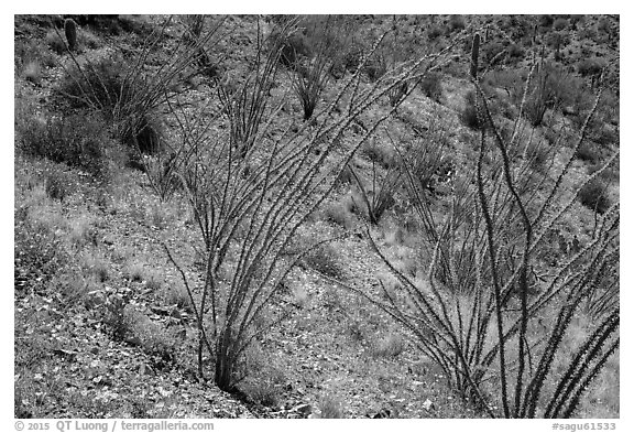 Ocotillo and desert floor carpeted with annual flowers. Saguaro National Park (black and white)