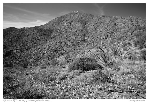 Wildflower carpet and Tucson mountains. Saguaro National Park (black and white)