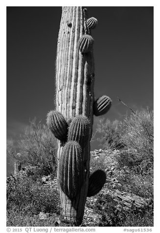 Saguaro cactus with many short arms. Saguaro National Park (black and white)