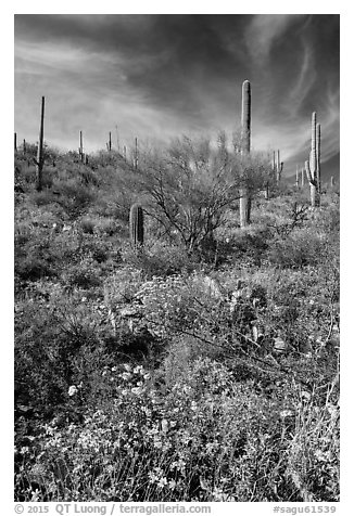 Brittlebush and saguaro on slope. Saguaro National Park (black and white)