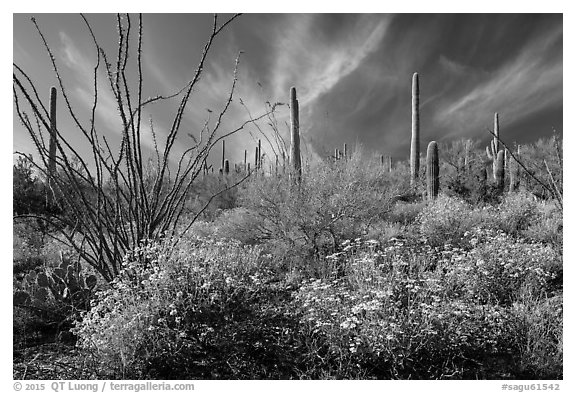 Brittlebush, saguaro, and clouds. Saguaro National Park (black and white)