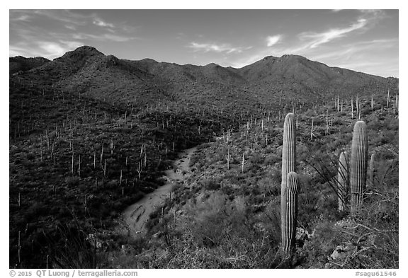 Wash, cactus, and Wasson Peak. Saguaro National Park (black and white)
