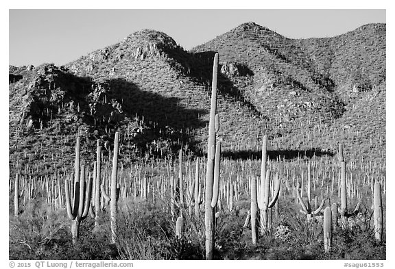Dense saguaro forest and Red Hills. Saguaro National Park (black and white)