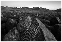 Petroglyphs on Signal Hill and Tucson Mountains at sunset. Saguaro National Park ( black and white)