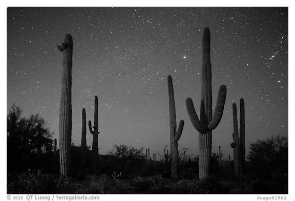 Saguaro cacti and starry night sky. Saguaro National Park (black and white)