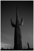 Looking up tall saguaro cactus at night. Saguaro National Park ( black and white)
