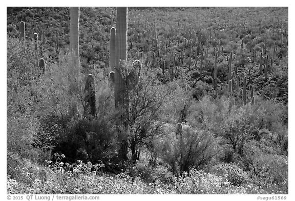 Bajada in springtime. Saguaro National Park (black and white)