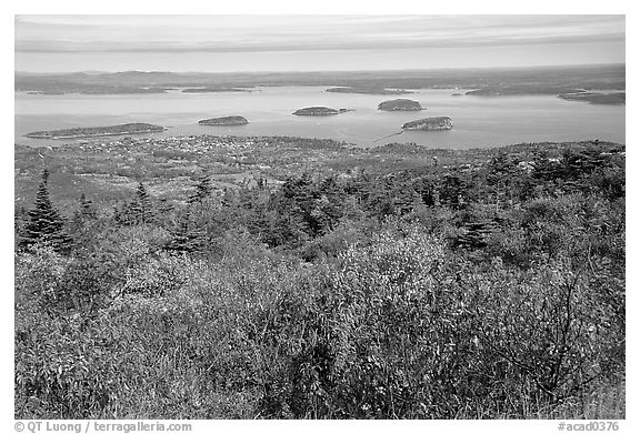 Shrubs and Frenchman Bay from Cadillac mountain. Acadia National Park (black and white)