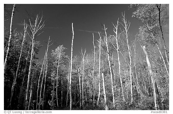Forest of white birch trees against blue sky. Acadia National Park (black and white)