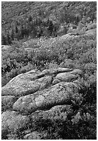 Bright red shrubs and granite slabs on Cadillac mountain. Acadia National Park, Maine, USA. (black and white)