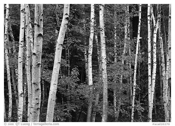 White birch trunks and orange leaves of red maples. Acadia National Park (black and white)