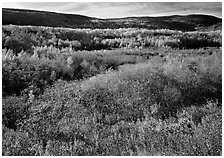 Shrubs, and hills with trees in autumn colors. Acadia National Park, Maine, USA. (black and white)