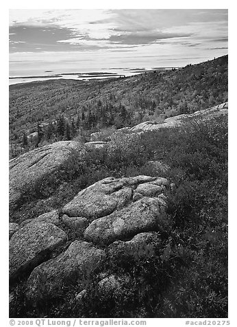 Berry plants in bright fall color, rock slabs, forest on hillside, and coast. Acadia National Park (black and white)