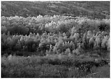 Mosaic of autumn color trees on hillside. Acadia National Park, Maine, USA. (black and white)