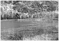 Pond and autumn colors. Acadia National Park, Maine, USA. (black and white)