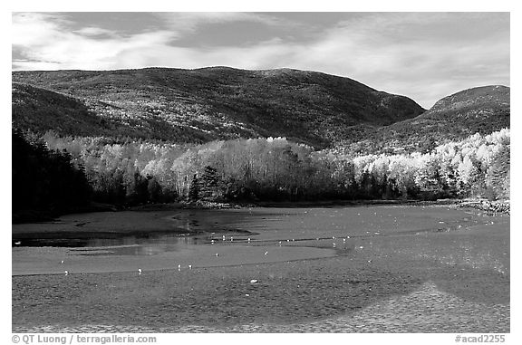 Otter Cove at low tide looking at Cadillac Mountain and Dorr Mountain. Acadia National Park (black and white)