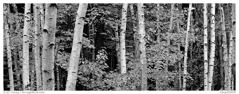 White birch trees and orange-colored maple leaves in autumn. Acadia National Park (black and white)
