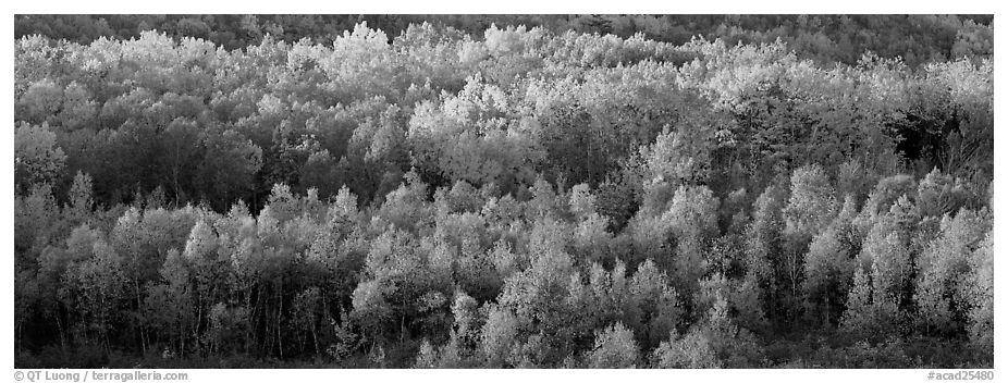 Distant trees in fall foliage. Acadia National Park (black and white)