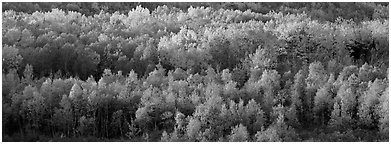 Distant trees in fall foliage. Acadia National Park (Panoramic black and white)