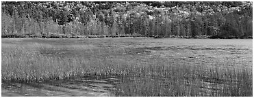 Pond, reeds and trees in autumn. Acadia National Park, Maine, USA. (black and white)