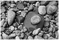 Colorful pebbles shining in the rain. Acadia National Park ( black and white)