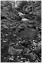 Stream in autumn. Acadia National Park, Maine, USA. (black and white)