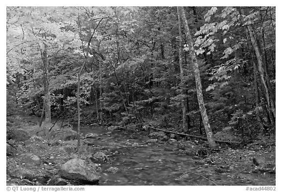 Forest stream in the fall. Acadia National Park (black and white)