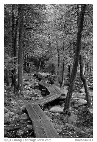 Boardwalk in forest. Acadia National Park (black and white)