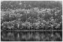 Hillside with trees in autumn colors and pond reflections. Acadia National Park ( black and white)
