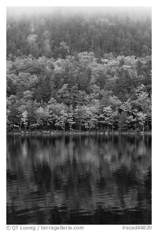 Hillside in autumn foliage mirrored in Jordan Pond. Acadia National Park (black and white)