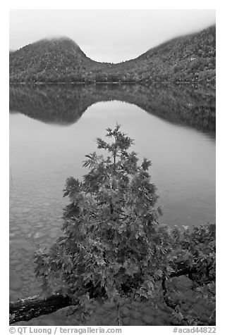 Sapling growing out of branch and hills, Jordan Pond. Acadia National Park (black and white)